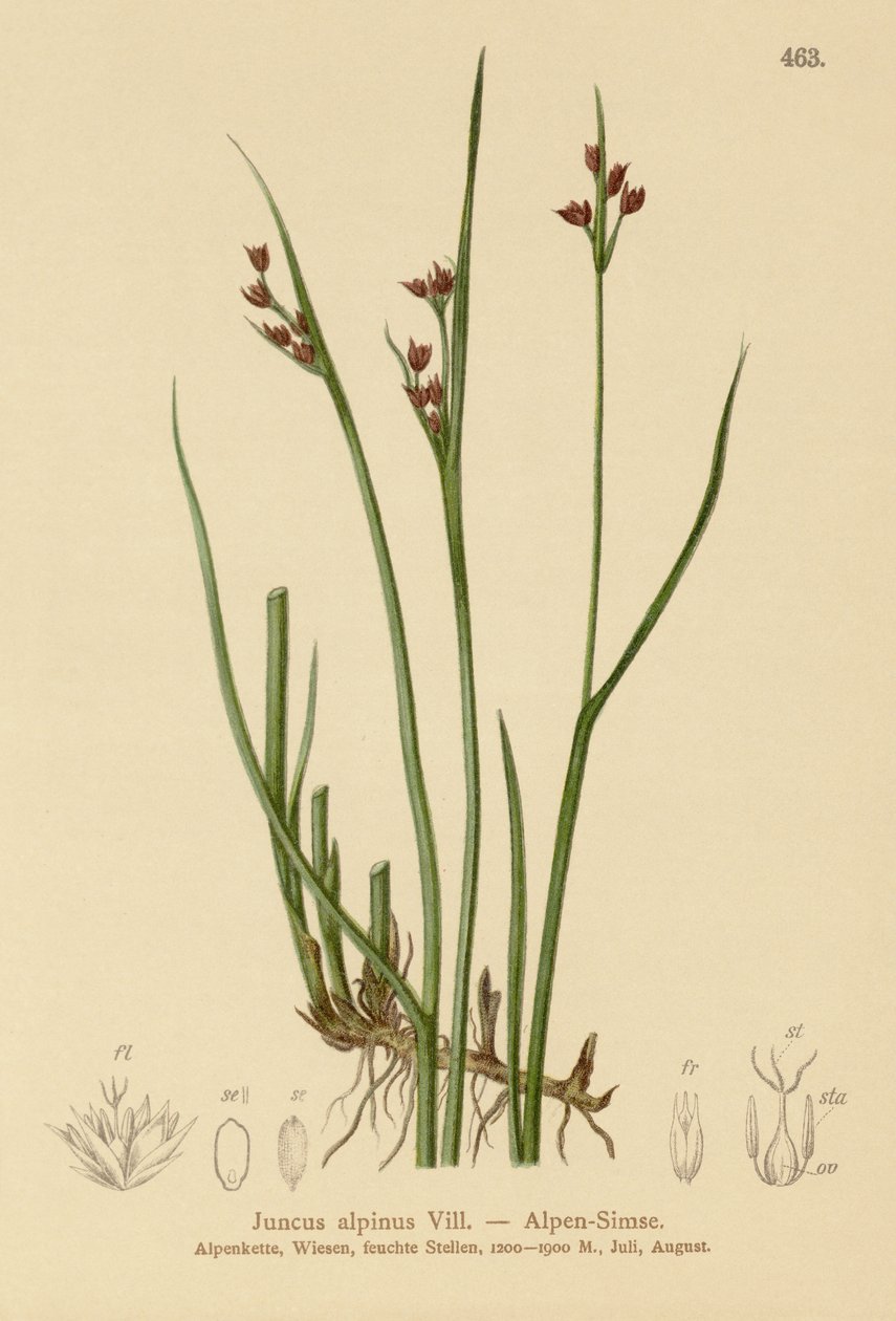 アルパインラッシュ（Juncus alpinus、Juncus alpinoarticulatus） 作： ドイツ語学校