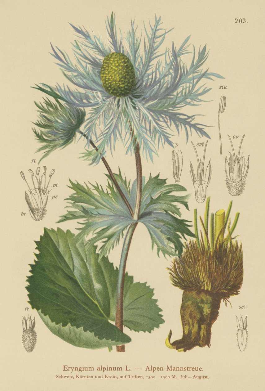 高山の海のヒイラギ（Eryngium alpinum） 作： ドイツ語学校