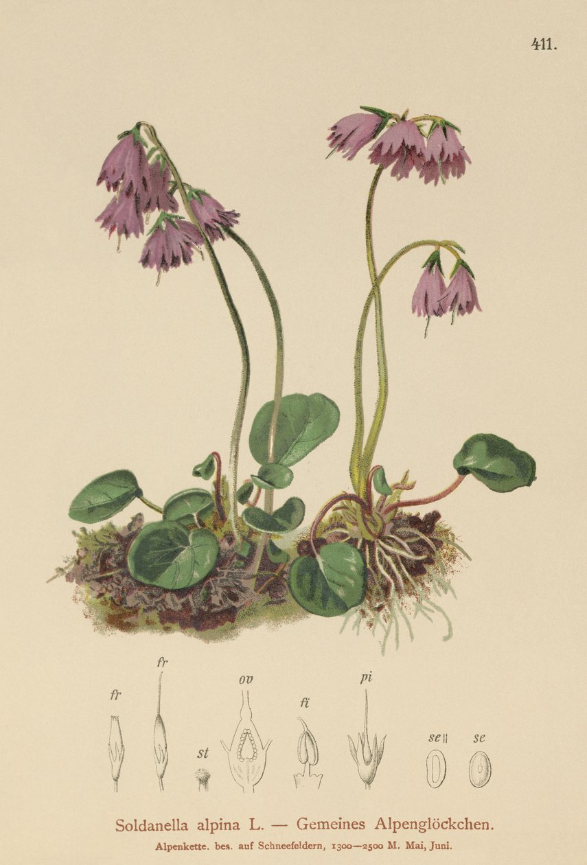 アルパインスノーベル（Soldanella alpina） 作： ドイツ語学校