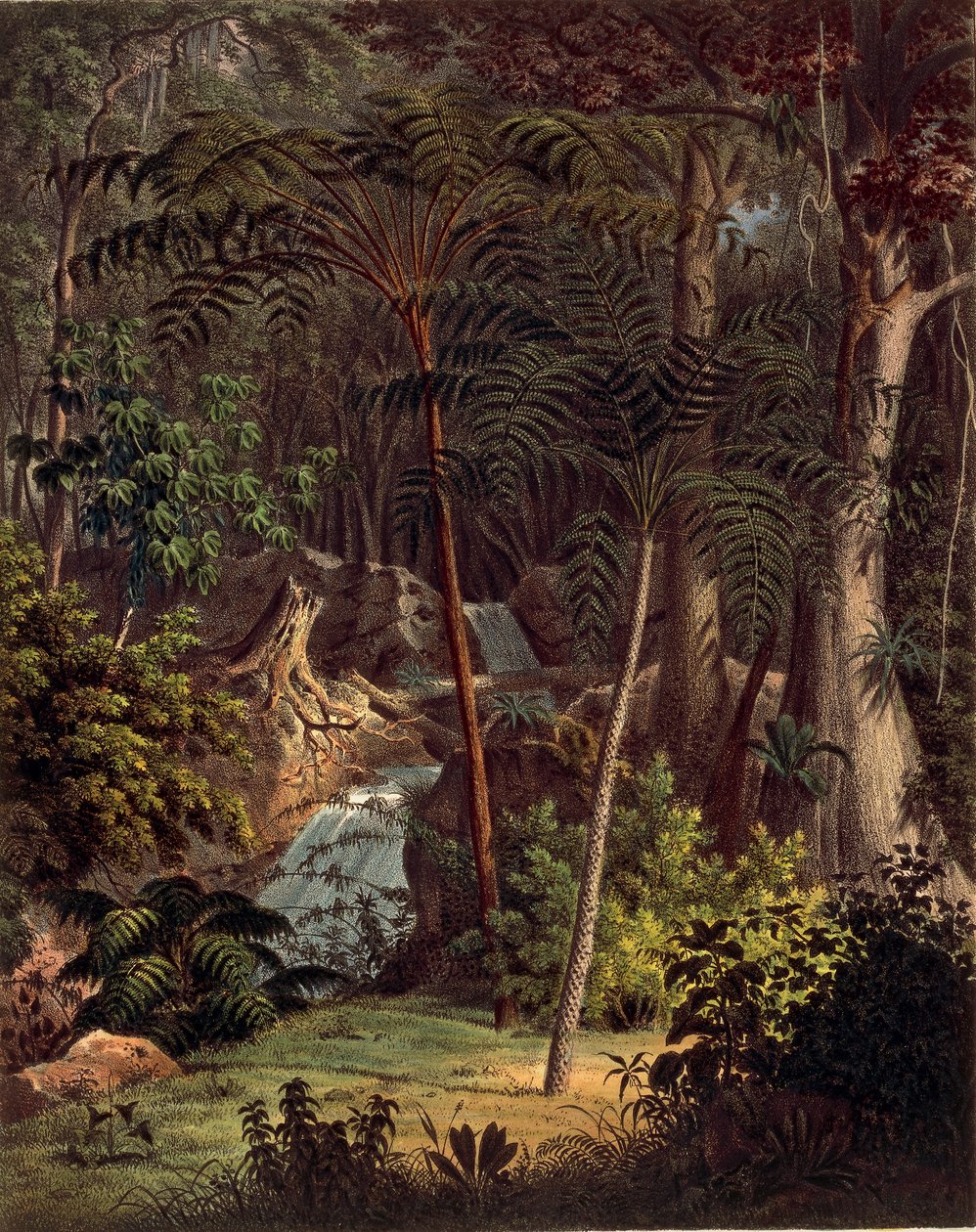 アマゾンの熱帯雨林、表XXVII（Johann Baptist Von SpixとCarl Friedrich Von Martiusによる「Plantarum Cryptogamicarum Brasiliensium」より）。 作： ドイツ語学校