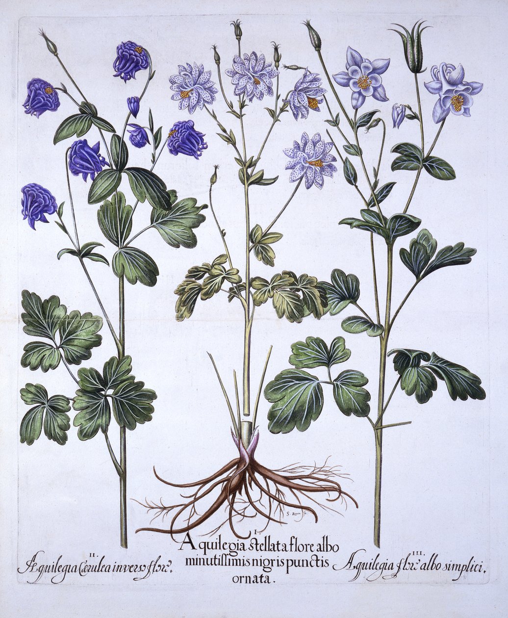 Aquilegia、Hortus Eystettensis、バジルベスラー（1561-1629）、パブ。 1613（手描きの彫刻） 作： ドイツ語学校