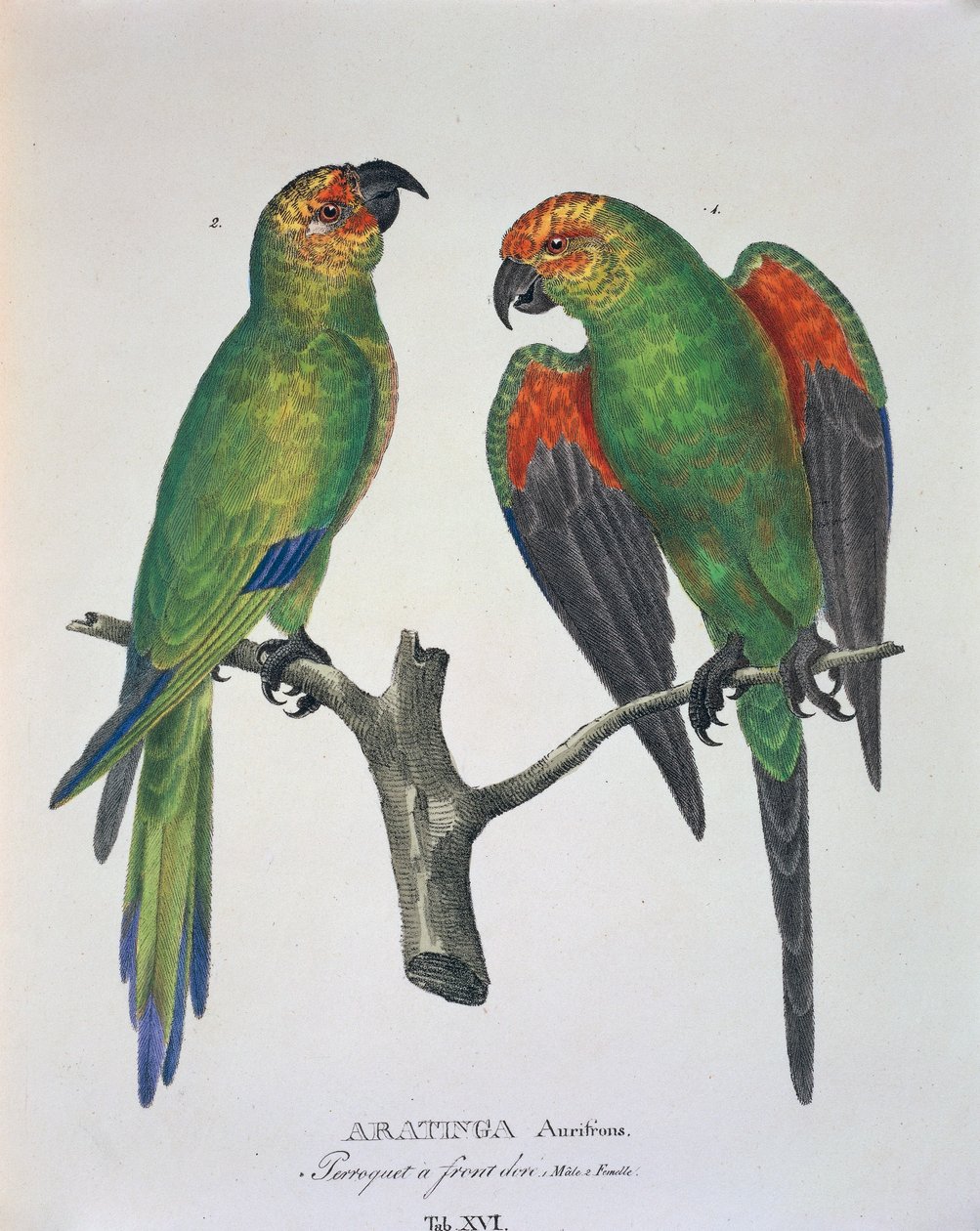 Aratinga Aurifrons（雌雄）、Johann Baptist Von SpixとCarl Friedrich Von Martiusによる「Avium Species Novae Per Brasiliam」の表XVI。 作： ドイツ語学校