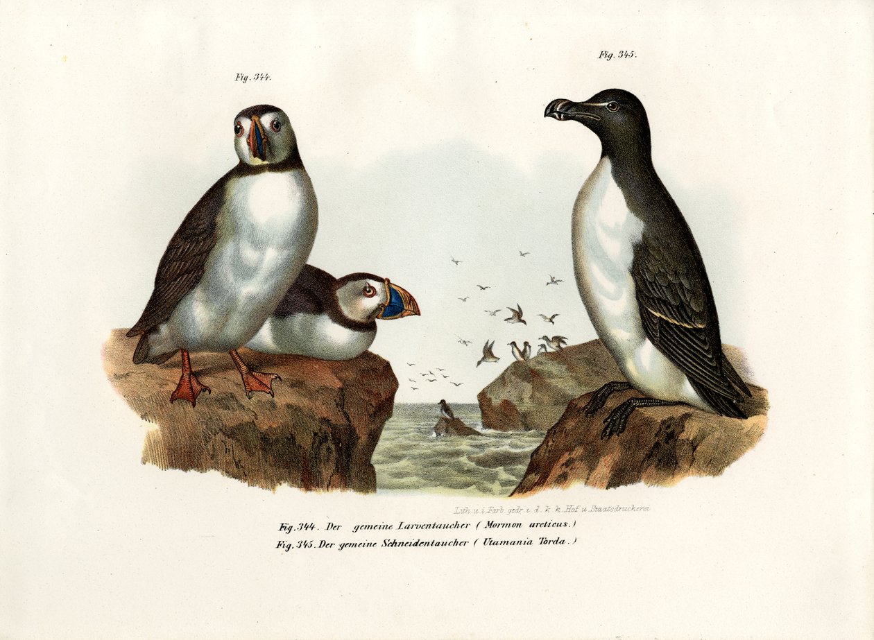 Artic Puffin、1864 作： ドイツ語学校