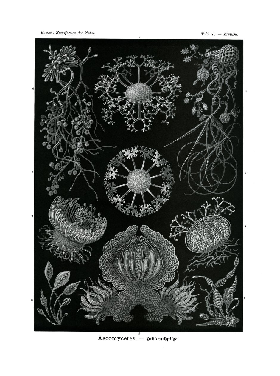 子嚢菌、1899-1904 作： ドイツ語学校