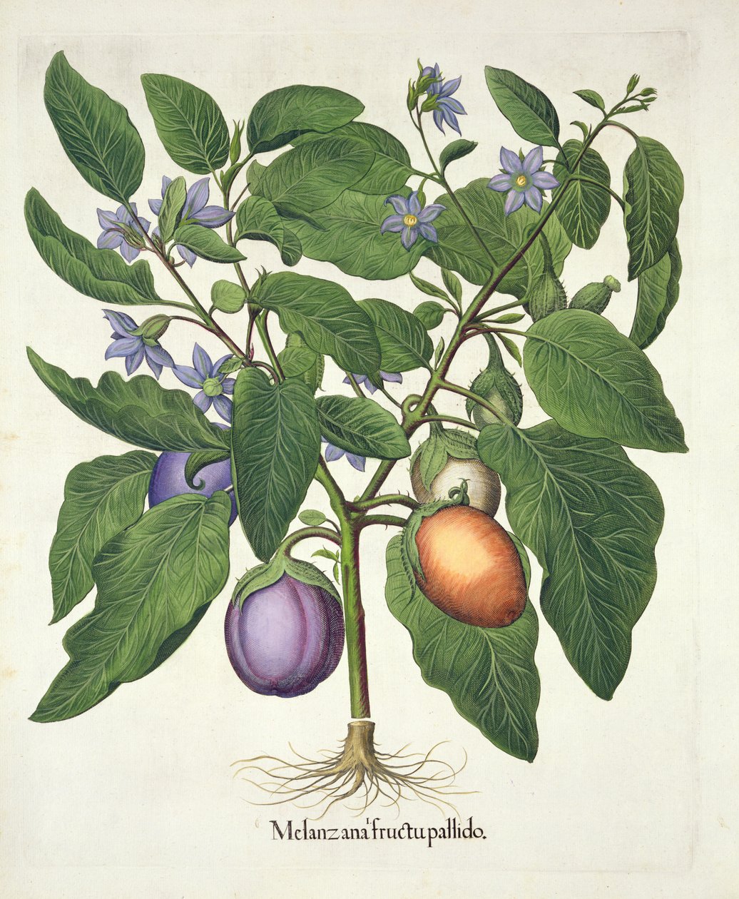 茄子：Melanzana fructu pallido、Hortus Eystettensis、Basil Besler（1561-1629）、パブ。 1613（手描きの彫刻） 作： ドイツ語学校