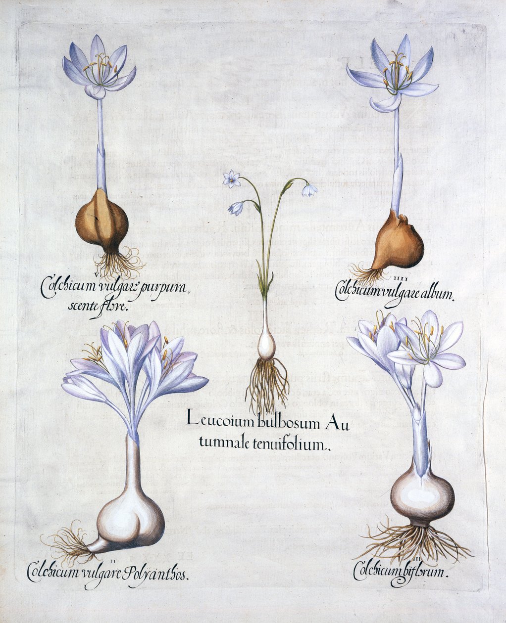 秋のスノーフレークと草原のサフラン、Hortus Eystettensis出身、バジルベスラー（1561-1629）、パブ。 1613（手塗りの彫刻） 作： ドイツ語学校