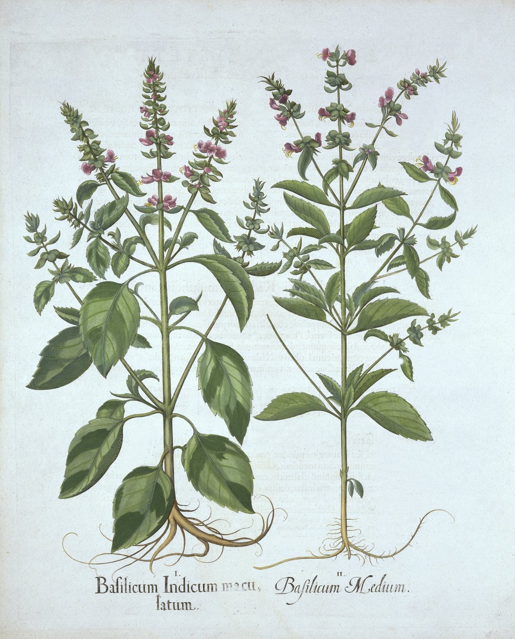 Hortus Eystettensisからのバジル、バジルベスラー（1561-1629）、パブ。 1613（手塗りの彫刻） 作： ドイツ語学校