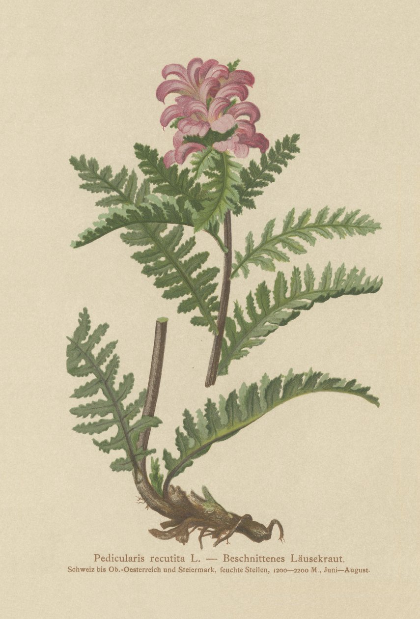 くちばしのない赤いシラミ（Pedicularis recutita） 作： ドイツ語学校
