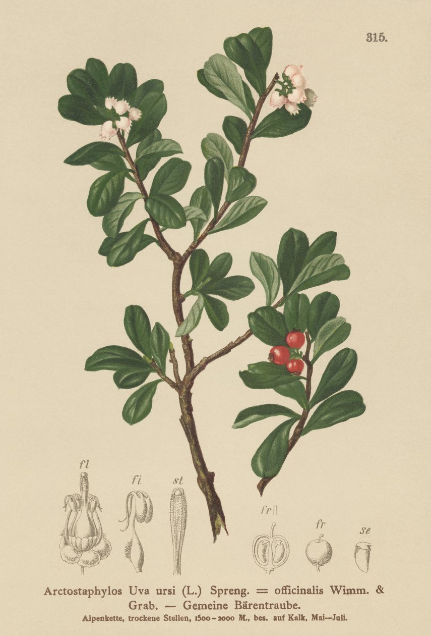 クマコケモモ（Arctostaphylos Uva ursi、Arctostaphylos officinalis） 作： ドイツ語学校
