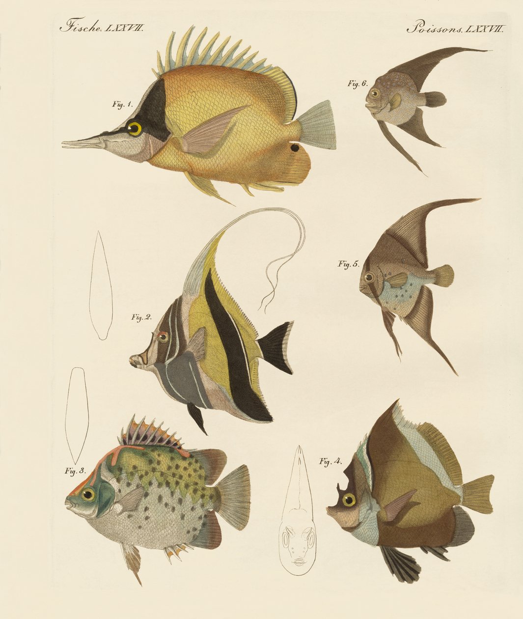 美しい魚（彩色済みの彫刻