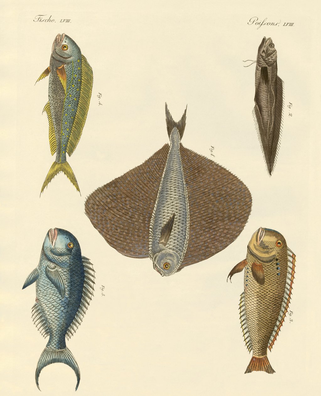 美しい魚 作： ドイツ語学校