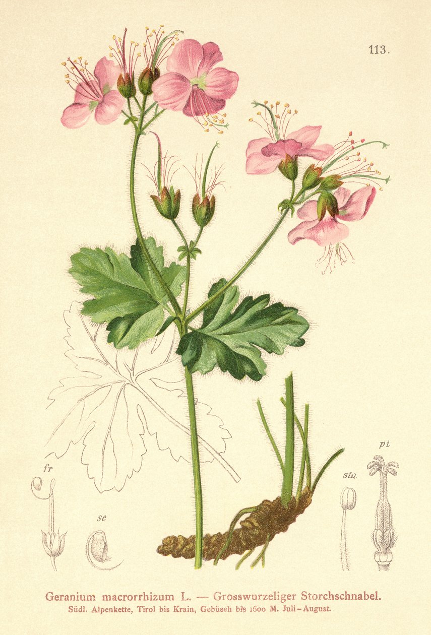 ビッグルートゼラニウム（Geranium macrorrhizum） 作： ドイツ語学校