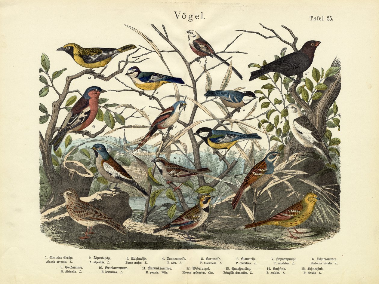 鳥、1860年頃 作： ドイツ語学校