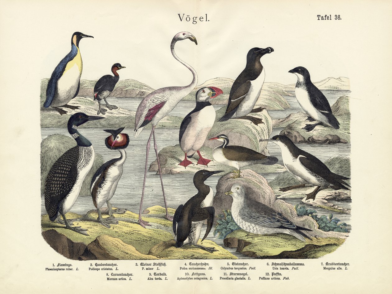 鳥、1860年頃 作： ドイツ語学校