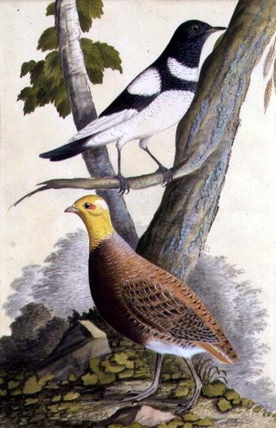 黒色のツグミ（Turdus ruficollis）とウズラ（Perdix perdix）、1740年頃（水彩・紙） 作： ドイツ語学校