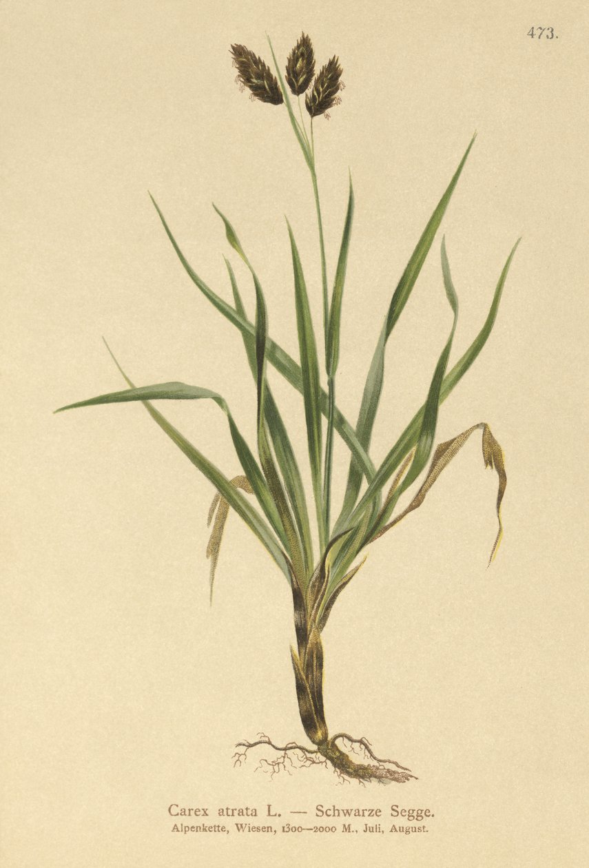 ブラックアルパインセッジ（Carex atrata） 作： ドイツ語学校