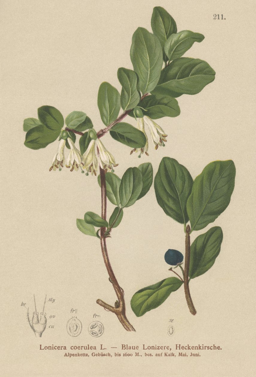 青いスイカズラ（Lonicera caerulea、Lonicera coerulea） 作： ドイツ語学校