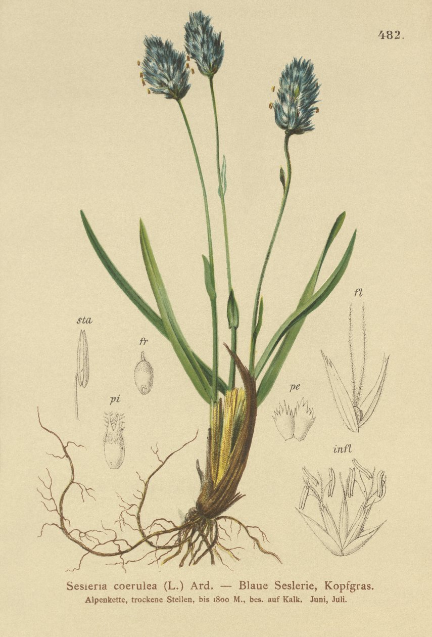 ブルームーアグラス（Sesleria caerulea、Sesleria uliginosa） 作： ドイツ語学校