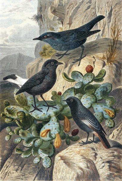 Blue Rock Thrush, Black Wheatear and Redtail, plate from "Brehms Tierleben":ティアライヒの総合的国勢」，第4巻，p.57，Bibliographisches Institut発行。 作： ドイツ語学校