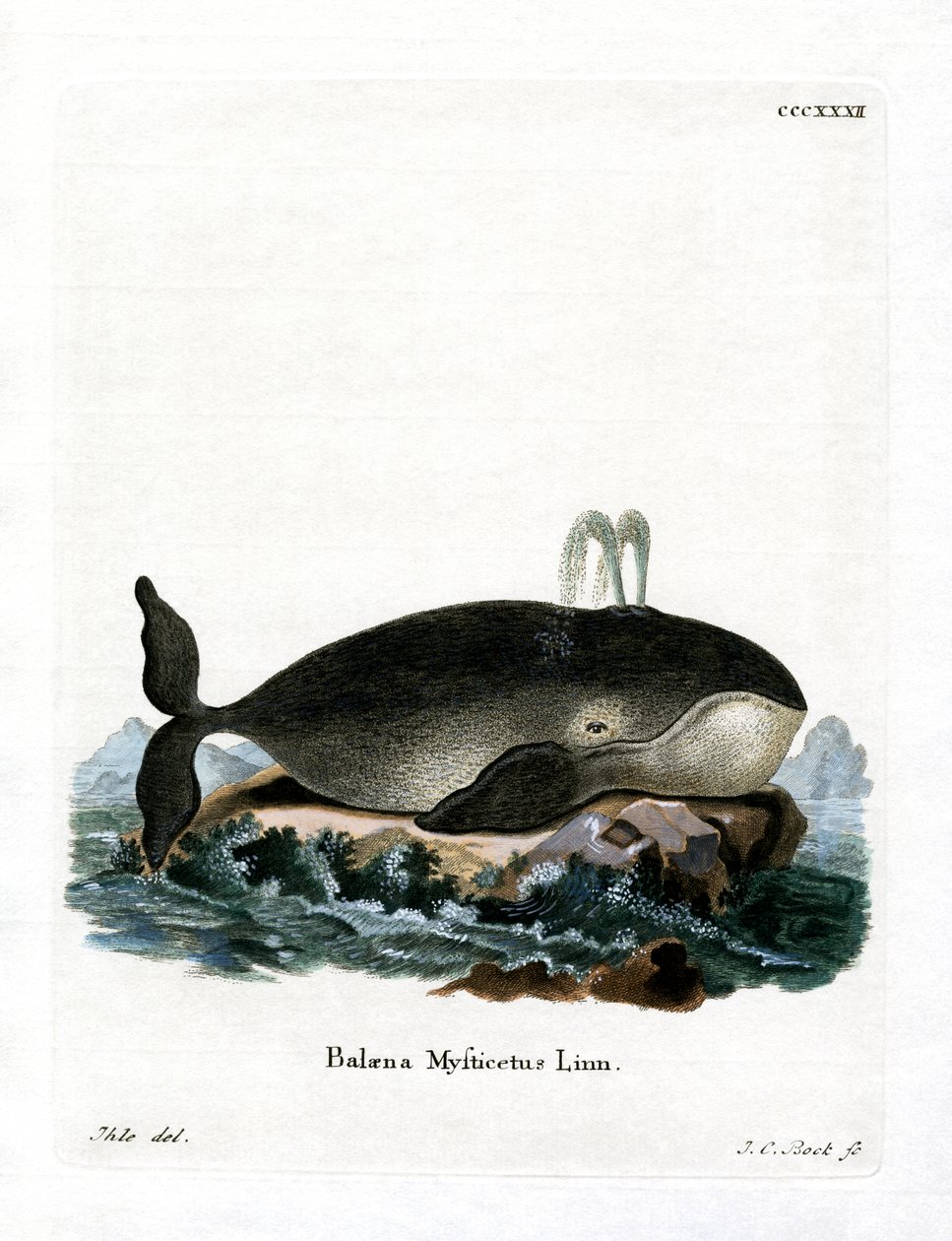 ホッキョククジラ（彩色済み彫刻 作： ドイツ語学校