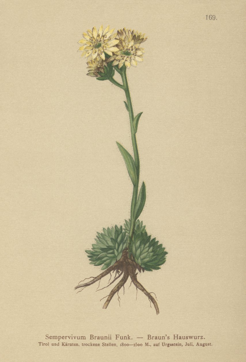 Brauns Hen and Chicks（Sempervivum Braunii） 作： ドイツ語学校