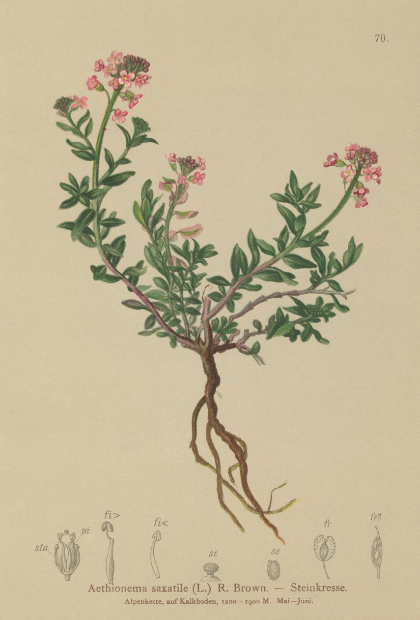 焦げたキャンディタフト（Aethionema saxatile、Thlaspi saxatile） 作： ドイツ語学校