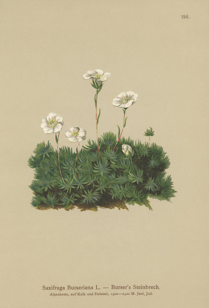 Bursers Saxifrage（Saxifraga Burseriana） 作： ドイツ語学校