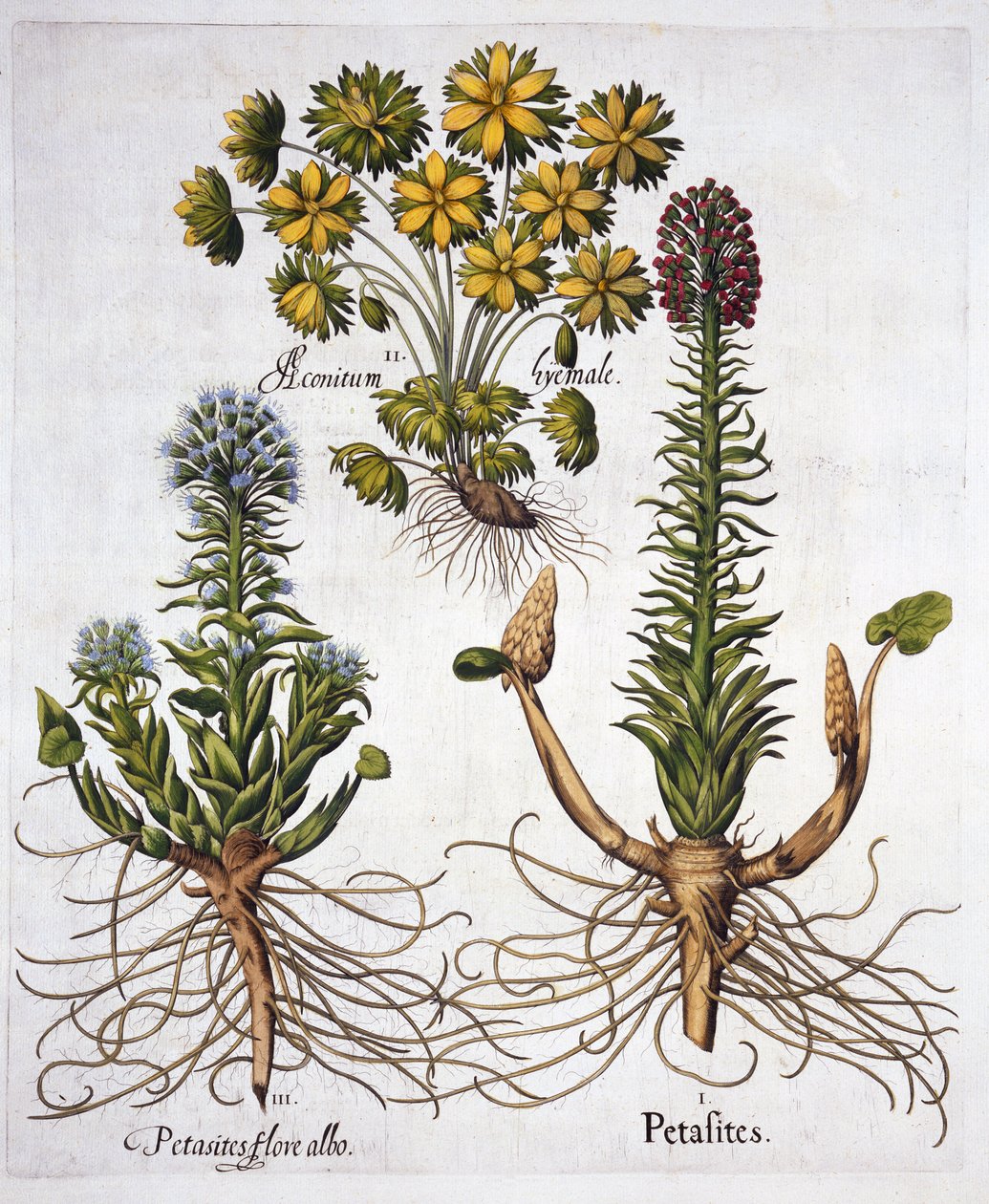 Hortus Eystettensisのバターバーと冬のトリカブト、Basil Besler（1561-1629）、パブ。 1613（手塗りの彫刻） 作： ドイツ語学校