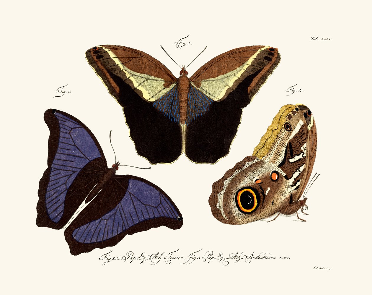 蝶、1783-1806 作： ドイツ語学校