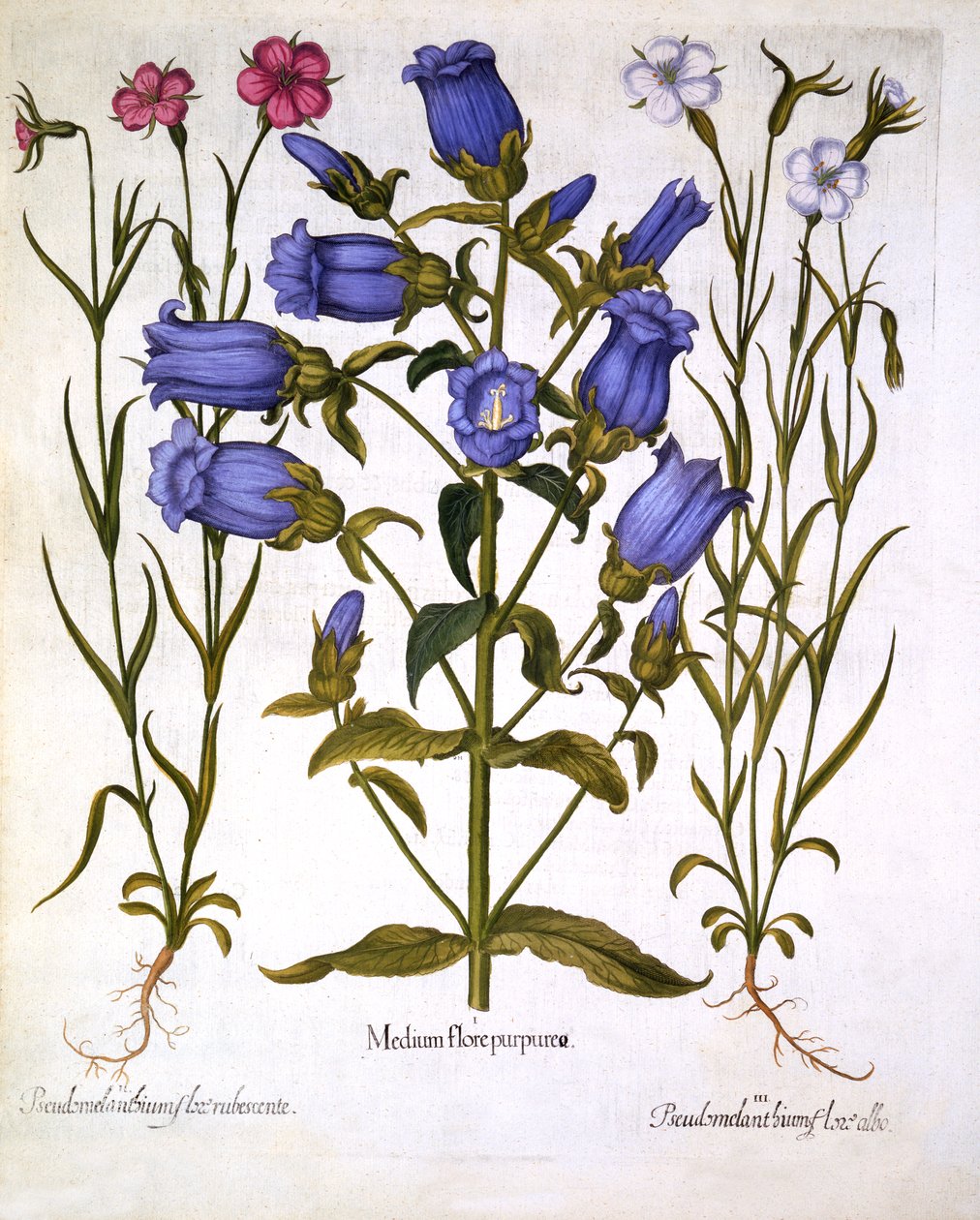 カンタベリーベル、およびトウモロコシの貝、Hortus Eystettensis、バジルベスラー（1561-1629）、パブ。 1613（手描きの彫刻） 作： ドイツ語学校