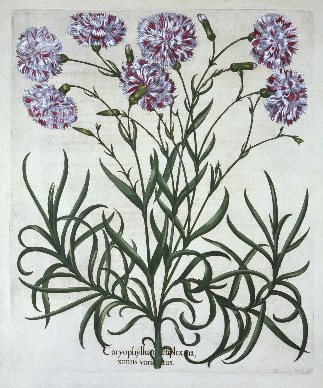カーネーション、Hortus Eystettensis、Basil Besler（1561-1629）、パブ。 1613（手塗りの彫刻） 作： ドイツ語学校