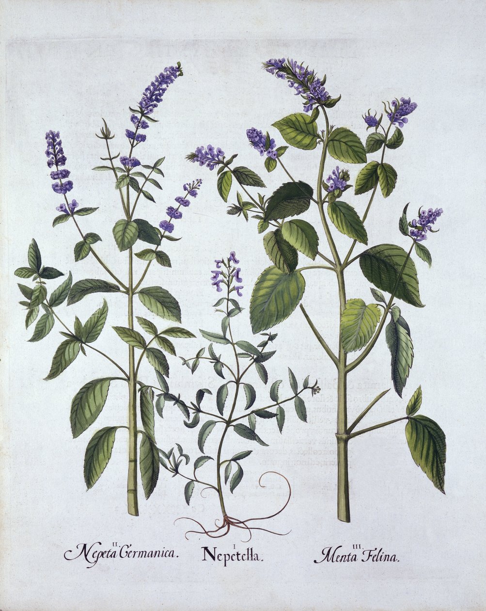 Catmintand Catnip、Hortus Eystettensis作、Basil Besler（1561-1629）、パブ。 1613（手塗りの彫刻） 作： ドイツ語学校