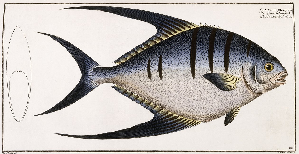Chaetodon Glaucus、1785-1788 作： ドイツ語学校