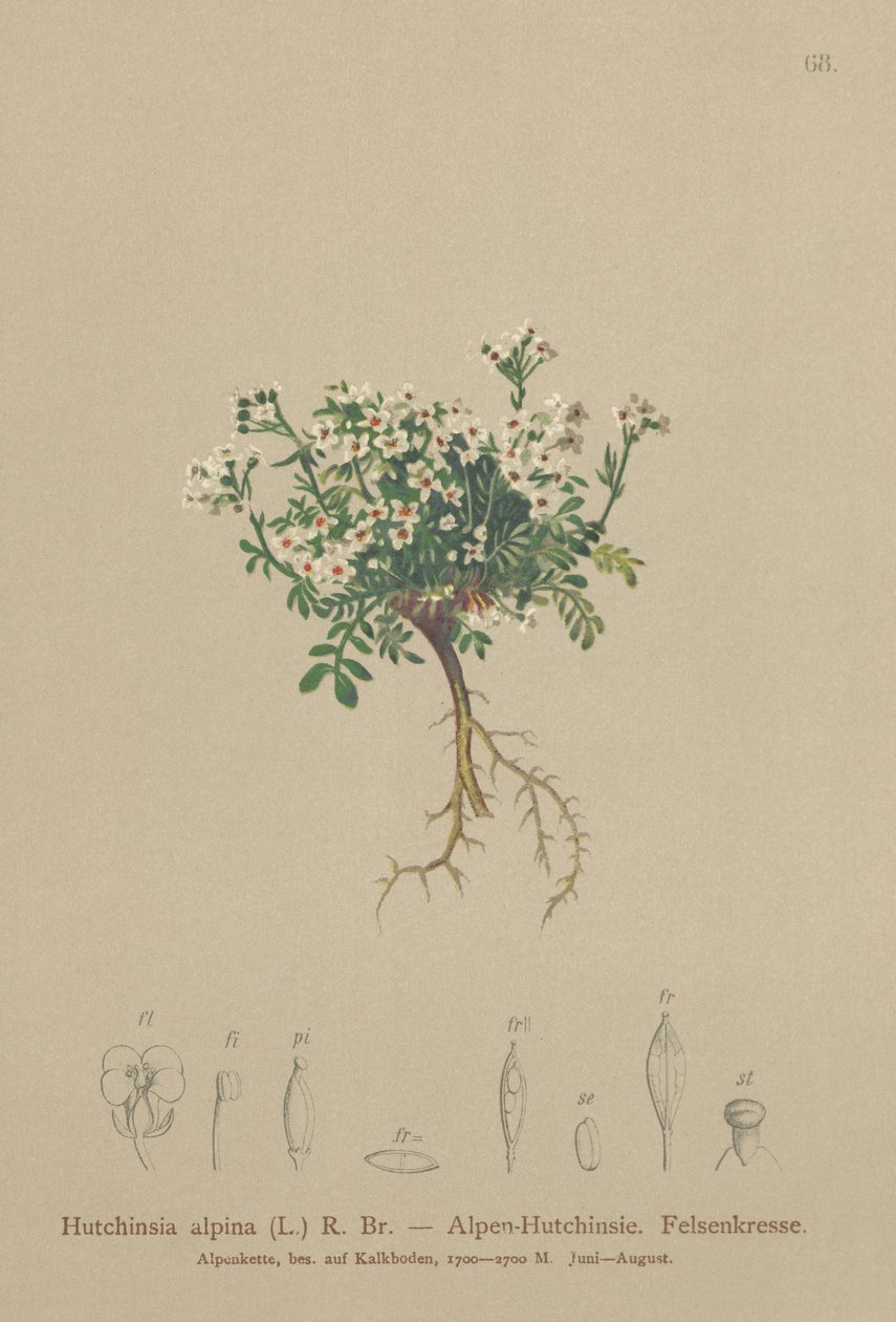 シャモアクレス（Hutchinsia alpina、Hornungia alpina、Pritzelago alpina） 作： ドイツ語学校