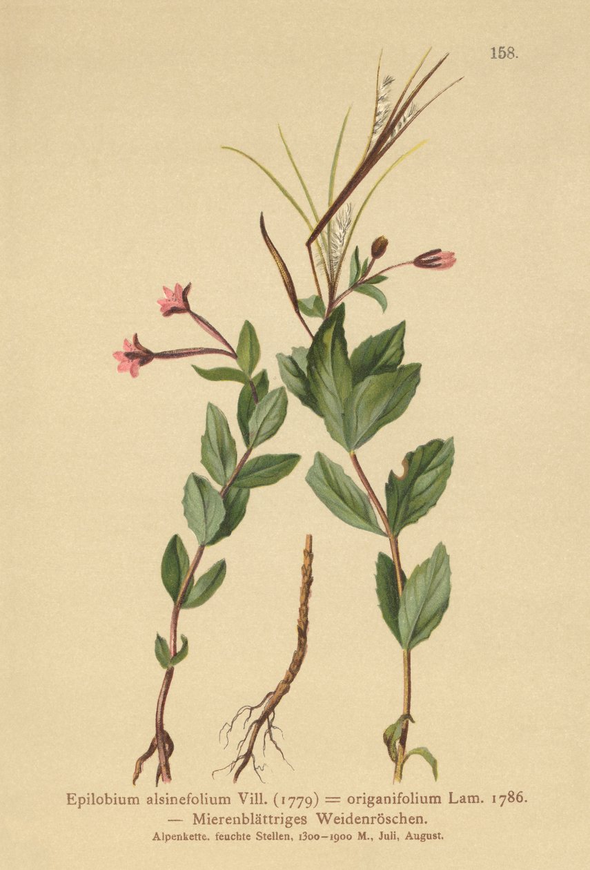 ハコベWillowherb（Epilobium alsinefolium、Epilobium origanifolium） 作： ドイツ語学校