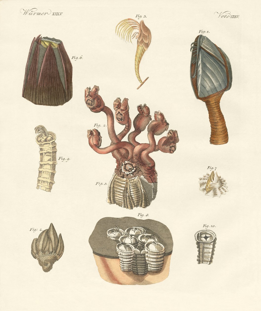 Cirrhipodas, Bristleworms or brachiopods (colored engraving) 作： ドイツ語学校