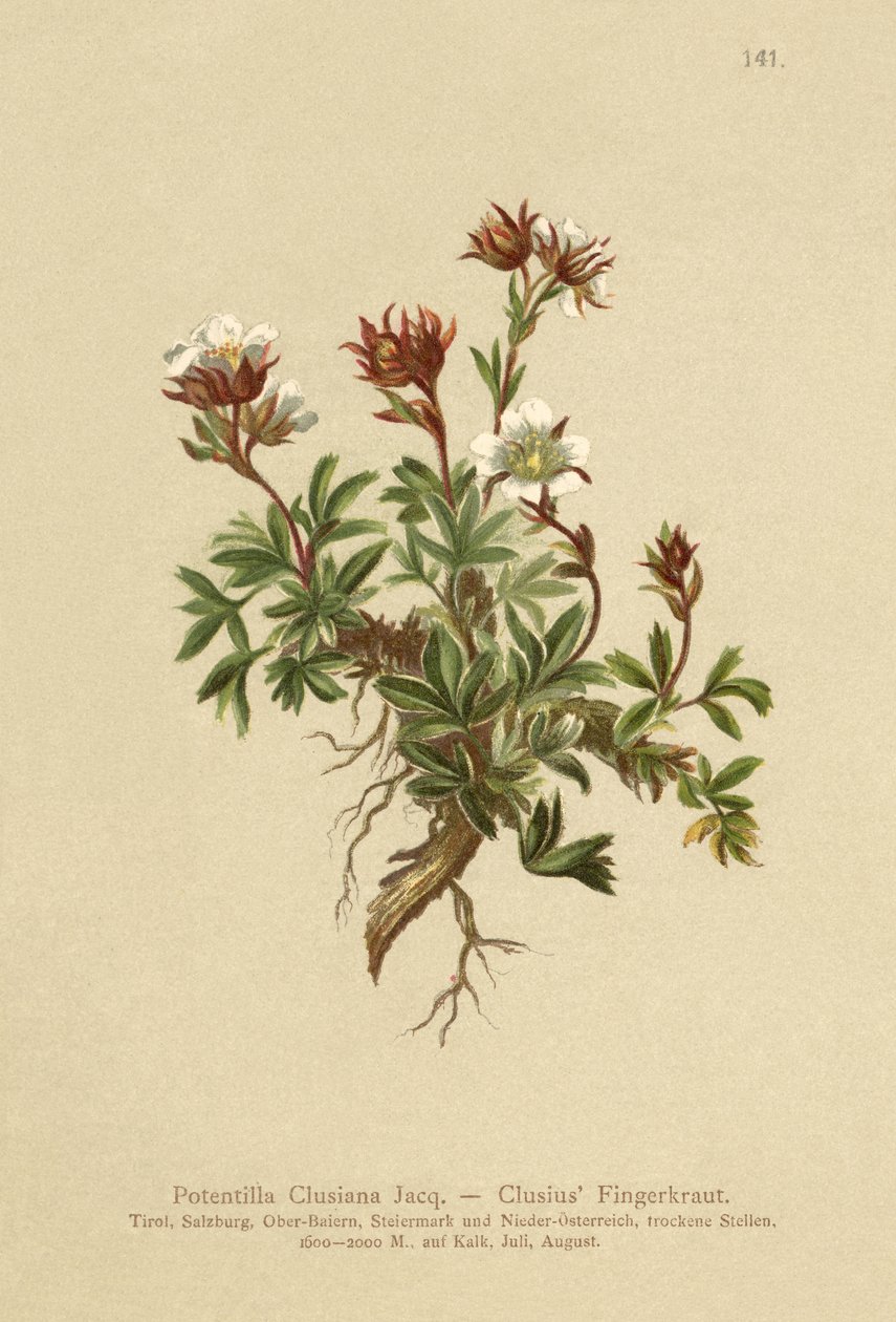 Clusius Cinquefoil（Potentilla Clusiana） 作： ドイツ語学校