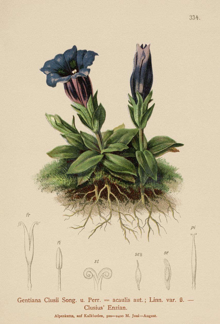 Clusius Gentian（ゲンチアナクルシー、ゲンチアナアカウリス） 作： ドイツ語学校