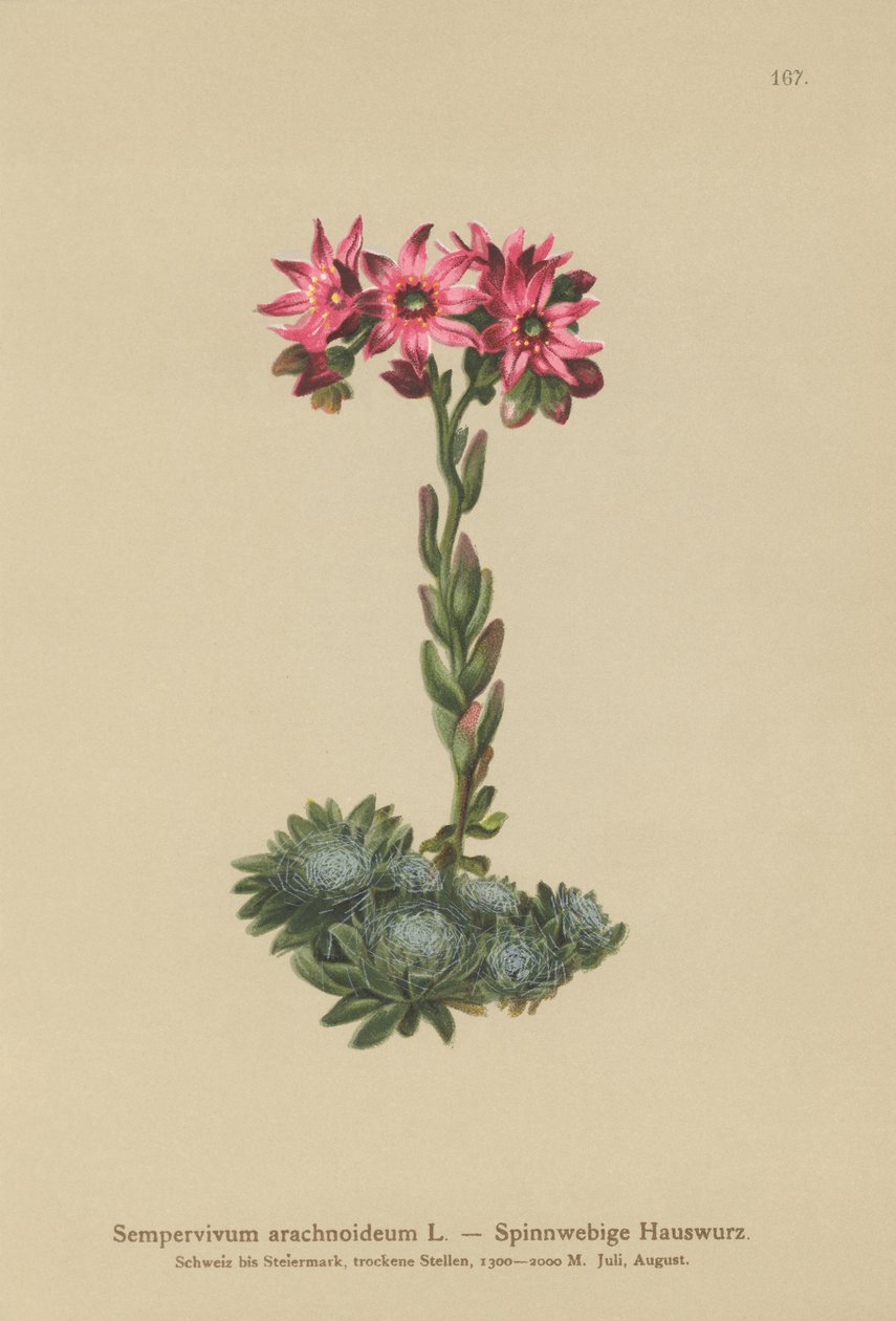 クモの巣Houseleek（Sempervivum arachnoideum、Sedum arachnoideum、Sempervivum sanguineum） 作： ドイツ語学校