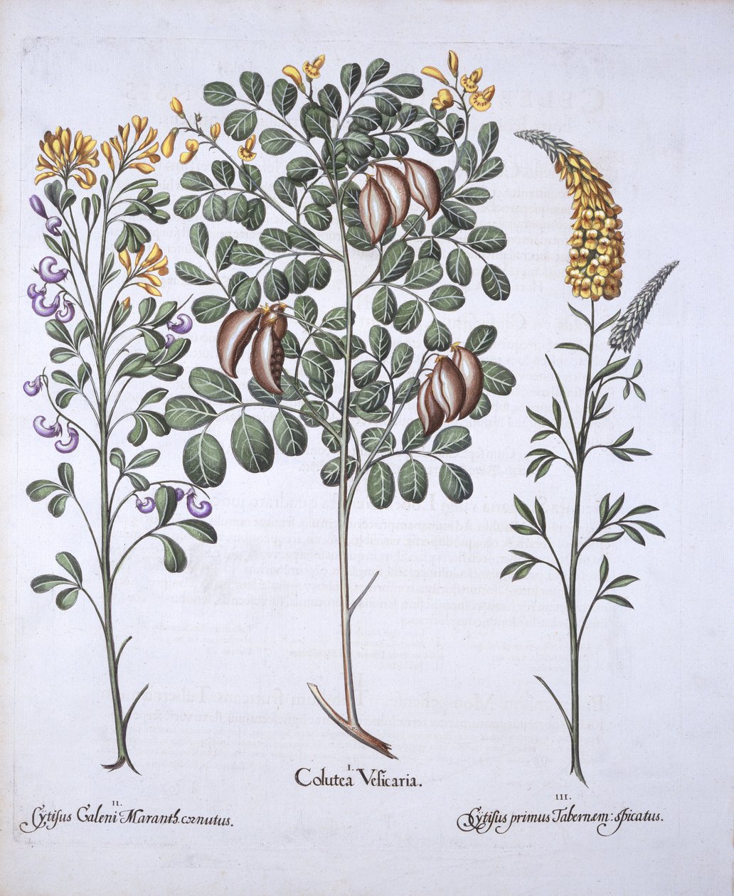 コルタスツリーとCytisus品種、Hortus Eystettensisから、バジルベスラー（1561-1629）、パブ。 1613（手描きの彫刻） 作： ドイツ語学校
