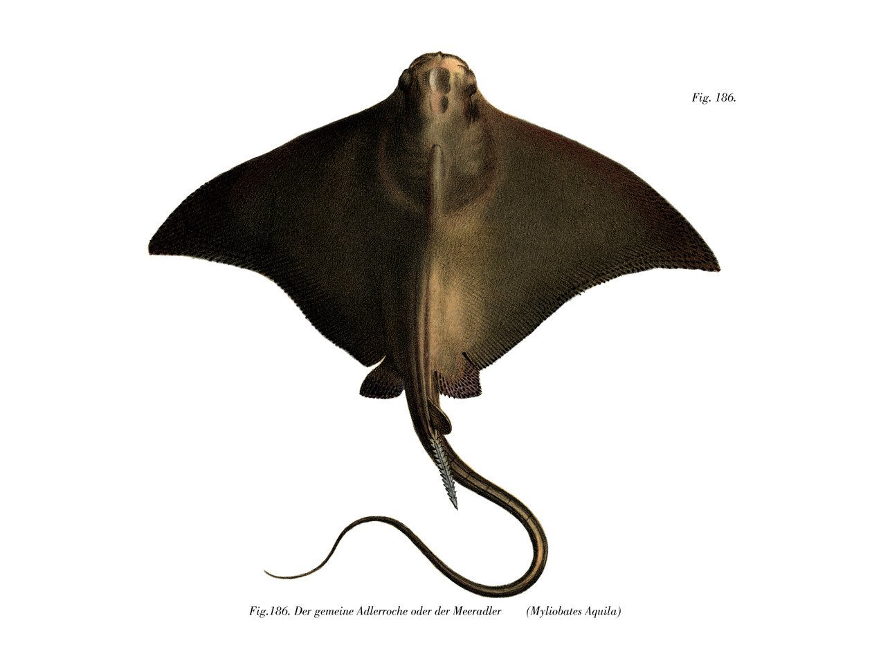Common Eagle Ray（カラーリトグラフ 作： ドイツ語学校