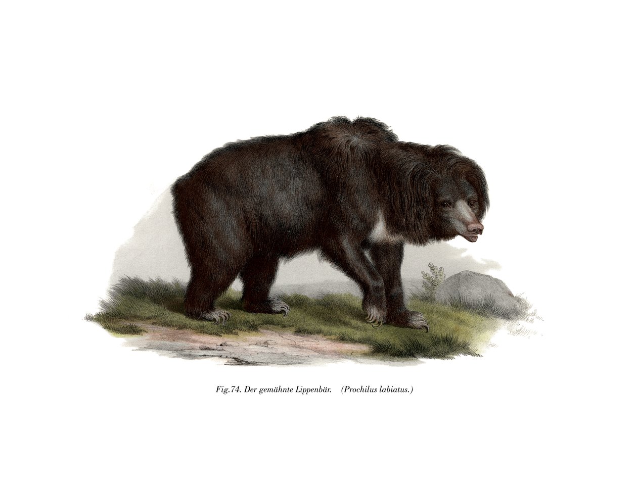 一般的なインドのナマケグマ、1860 作： ドイツ語学校