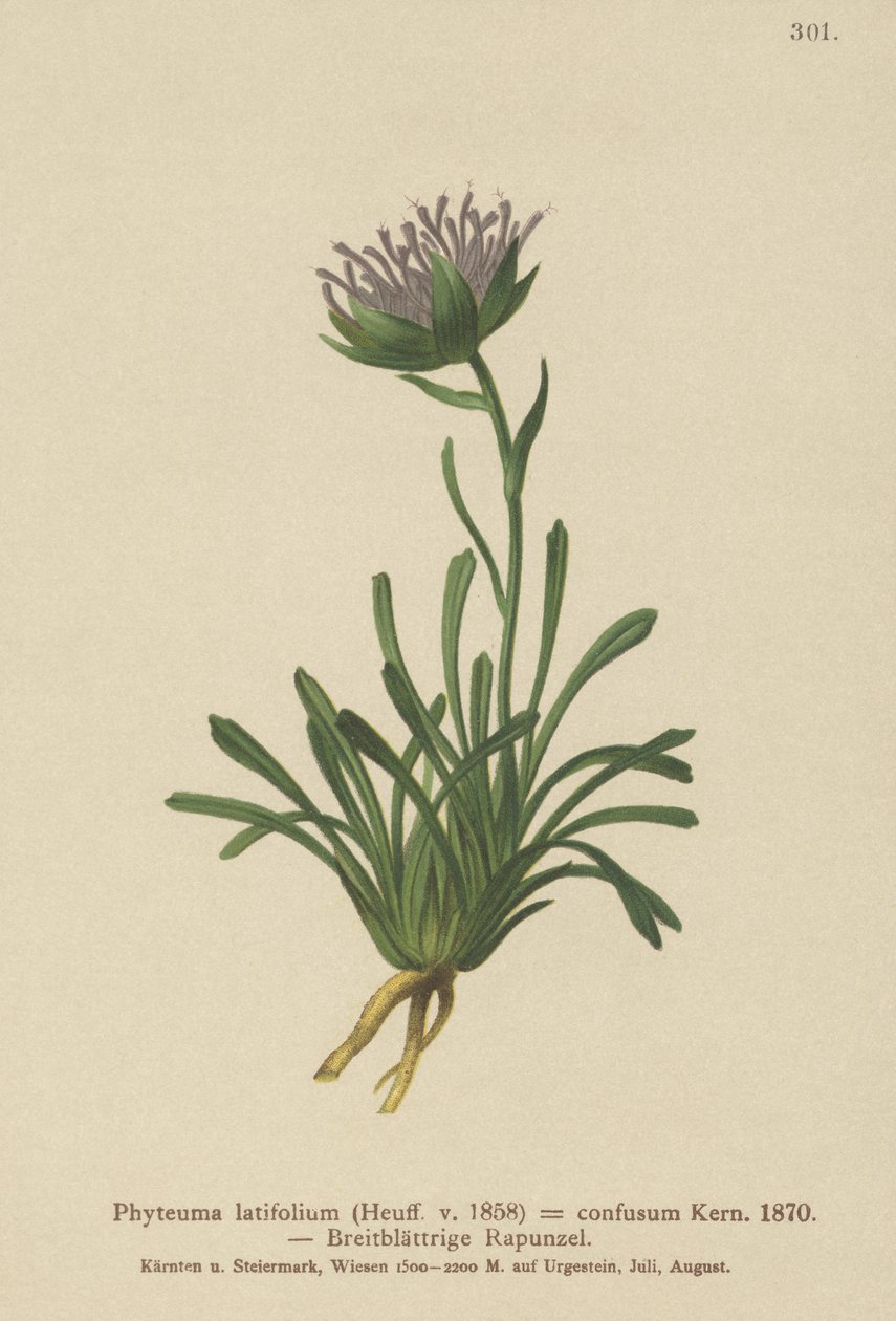 混乱したランピオン（Phyteuma混合Phyteuma latifolium、Phyteuma半球ssp。混乱したPhyteumaドワーフ） 作： ドイツ語学校