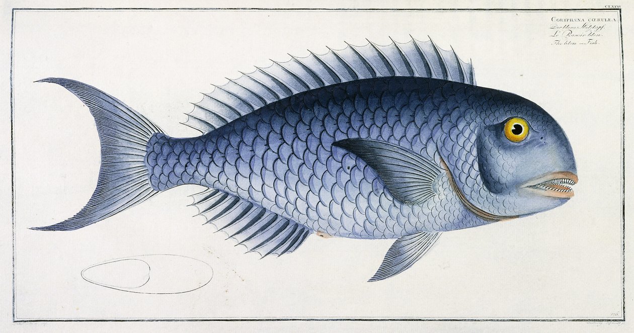 Coryphaena Coerulea 作： ドイツ語学校