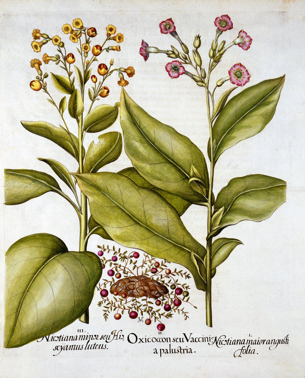 クランベリーと開花タバコ、Hortus Eystettensis、Basil Besler（1561-1629）、パブ。 1613（手塗りの彫刻） 作： ドイツ語学校