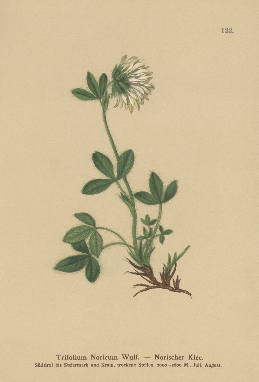 クリームクローバー（Trifolium Noricum） 作： ドイツ語学校