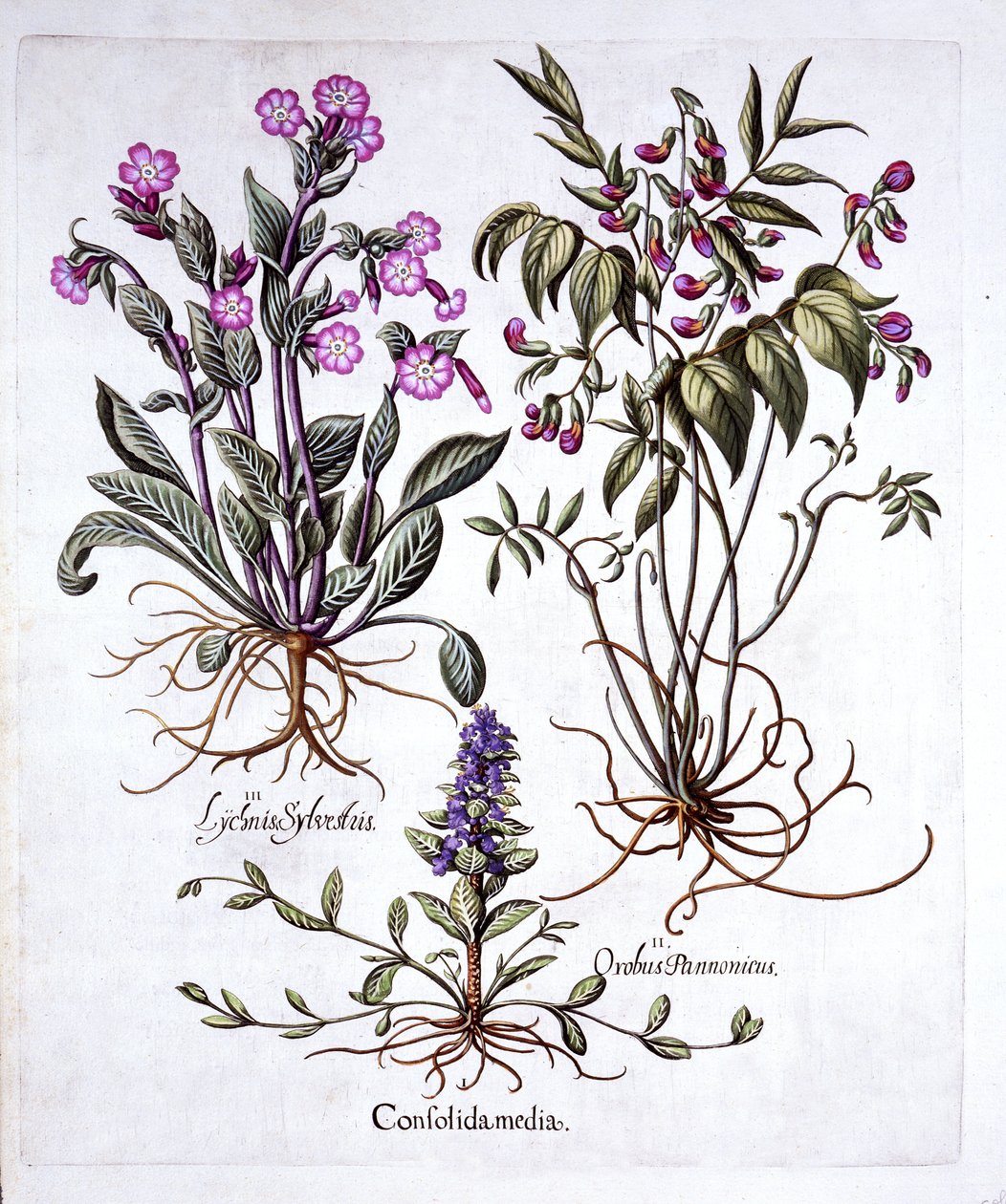 忍び寄るラッパ、スプリングベッチ、レッドカンピオン、Hortus Eystettensis、バジルベスラー（1561-1629）、パブ。 1613（手描きの彫刻） 作： ドイツ語学校