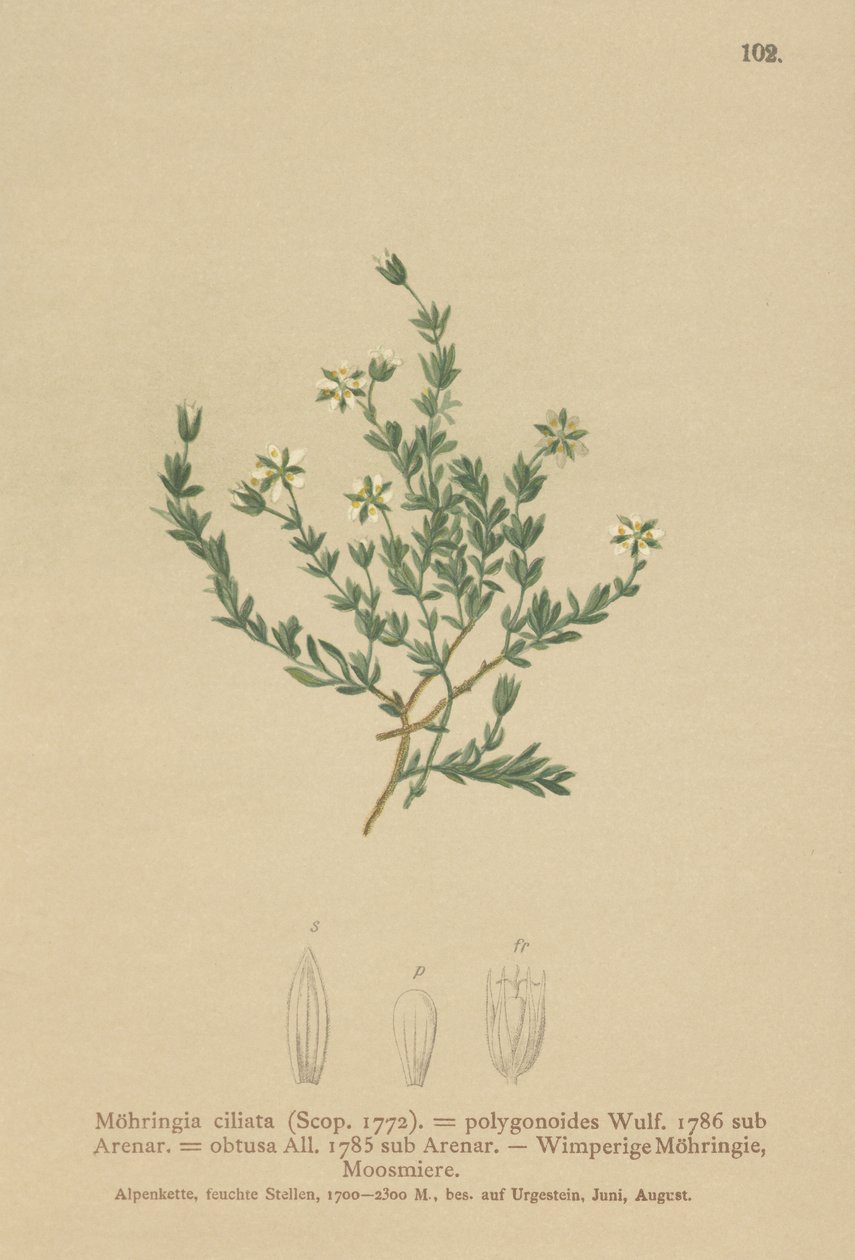 忍び寄るサンドワート（Moehringia ciliata、Moehringia polygonoides、Arenaria obtusa） 作： ドイツ語学校
