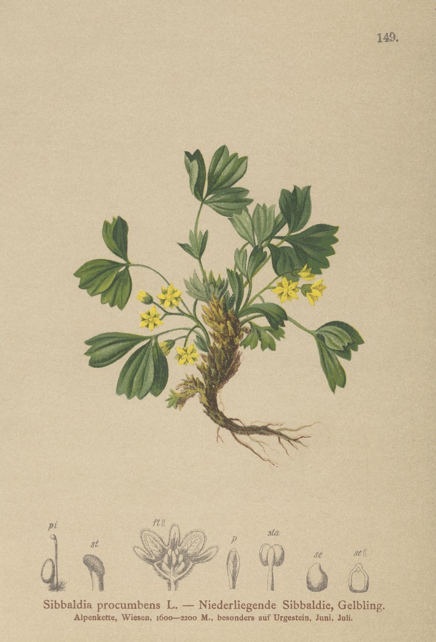 忍び寄るシバルディア（Sibbaldia procumbens） 作： ドイツ語学校
