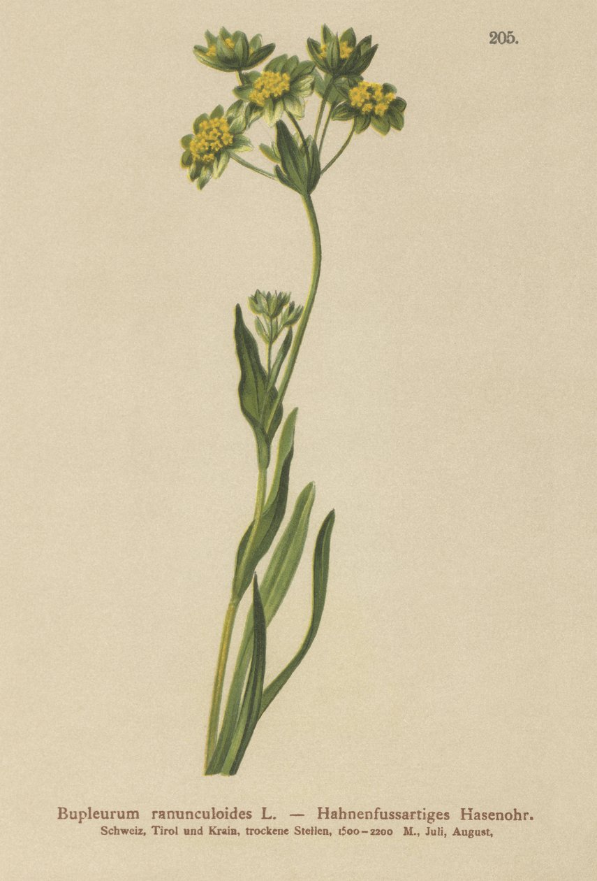 クロウフット-葉ノウサギ耳（Bupleurum ranunculoides） 作： ドイツ語学校